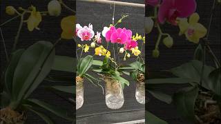 How to grow orchids in plastic bottles tips youtubeshorts [upl. by Kippie]