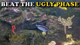 5 Tips To BEAT The UGLY PHASE Of Reef Tank  Hair Brown and Diatom Algae In A New Marine Aquarium [upl. by Loise]