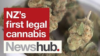 Legal weed Prescription cannabis hits NZ pharmacy shelves  Newshub [upl. by Nidia988]