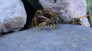 Polistes UpClose paper wasps 01 [upl. by Lynnworth392]