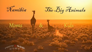 Namibia The Big Animals Moms amp Their Kids  纳米比亚的大动物：妈妈和她们的孩子们 [upl. by Suchta]