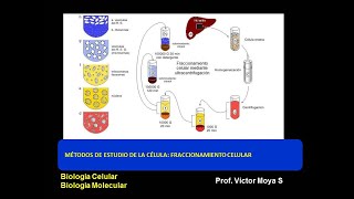 Clase Fraccionamiento Celular [upl. by Danika]