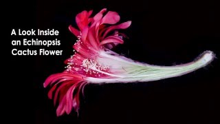 A Look Inside an Echinopsis Cactus Flower [upl. by Ettesus537]