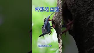 파랑새포란shorts Dollarbird [upl. by Saleem]