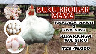 JE UNAJUA KUKU AINA YA BROILER MAMA  HUTAGA X 3 KWA SIKU  NI GHALI SANA HIZI NDIZO SIFA ZAO [upl. by Arrad]