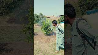 Citrus field spray for cankershorts viralshorts ytshorts subscribe shortvideo farming new [upl. by Belayneh]