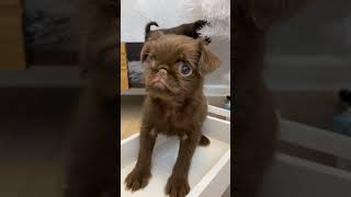 a very beautiful Brussels Griffon puppy shortsbrusselsgriffongriffonspuppylifegriffonpuppy [upl. by Nehtanoj]