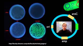 AP Biology Lab 6 Molecular Biology [upl. by Petronia]