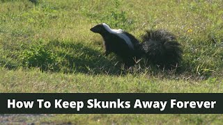 How To Keep Skunks Away For Good [upl. by Koehler]