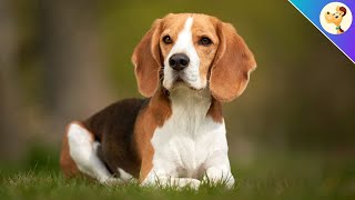 Beagle ▶︎ Charakter Haltung amp Pflege  Rasseportrait ✅ [upl. by Lhamaj]