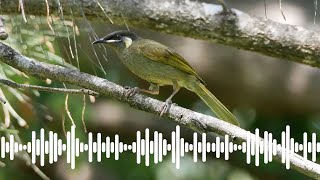 Lewins Honeyeater Call  Australian Bird Sounds amp Songs [upl. by Lucias]