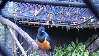 superb starling sings [upl. by Nenney645]