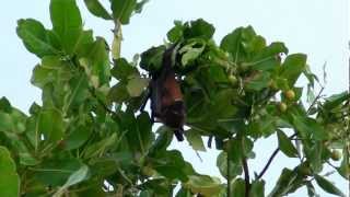 Maldives Reethi Beach Resort  Fruit Bat [upl. by Flieger781]