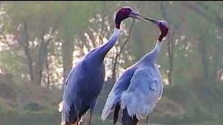 Safari India Demoiselle cranes of Khichan village in Rajasthan [upl. by Akeim311]