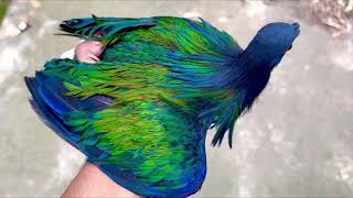 Nicobar Pigeon For Sale Most Beautiful Pigeon In The World Most Colourful Bird In The World Aviary [upl. by Tnecnev]