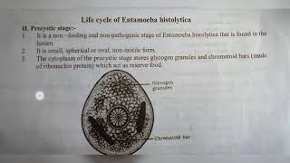 ENTAMOEBA HISTOLYTICA  NOTES   INTER 1ST YEAR  BY PHANINDRA GUPTA [upl. by Ahsiekin247]