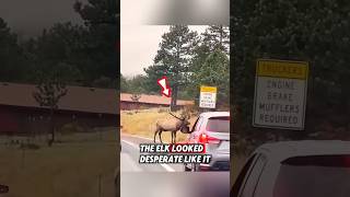 This kind man saved a poor elk that was stuck in the mud and then rescue elk [upl. by Claresta431]