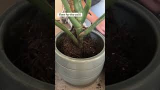 Repotting your Monstera Plant [upl. by Lamond]