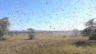 Locust crisis in Madagascar [upl. by Nrev940]