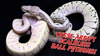 Introducing the MicroScale Ball Python  New Ball Python Morph [upl. by Alvarez]