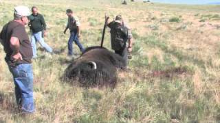 2010 Buffalo Hunt [upl. by Nnairam]