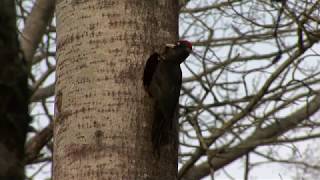 SPILLKRÅKA Black Woopdpecker Dryocopus martius Klipp  2772 [upl. by Ellissa393]