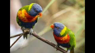 Herman Beeftink  Birds  Flight  Flute Trio  Virtual Instruments [upl. by Aicelaf339]