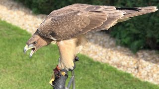 Training a Female Bonellis Eagle amp a Female Golden Eagle [upl. by Yelsnya]