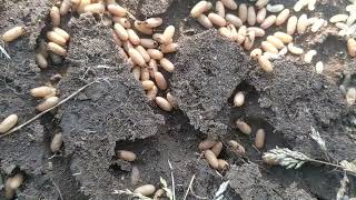 Ant Colony Timelapse  Nature Time lapse Photography [upl. by Bough150]