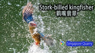 Storkbilled kingfisher  鹳嘴翡翠  Singapore Quarry [upl. by Harat]