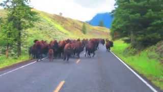 Bison Bison Bison Stampede [upl. by Cody]