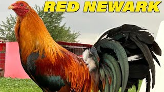 Albany Kelso 20k Col Givens Hatch Ruble  Red Newark Farm Beautiful Chicken [upl. by Scrivings]