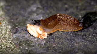 Slug demolishes Pop Oat with Doom Music [upl. by Catrina]