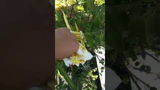 Easy trick to Hand Pollinate Dragon Fruit Flowers [upl. by Ludba]