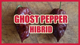 Ghost Pepper hibrid paprika [upl. by Haizek571]