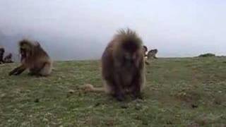 Gelada Baboons Simian Mountains Ethiopia [upl. by Phelgon267]