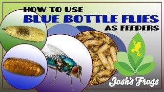 How to use Blue Bottle Flies As Feeders [upl. by Karlotta]