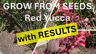 How to Grow Red Yucca from Seeds with RESULTS Hesperaloe parviflora Hummingbird Yucca [upl. by Nwadrebma]