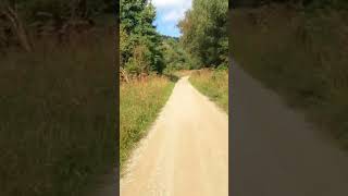 Getting lost in Dalby Forest labrador dog nature [upl. by Adnohr]