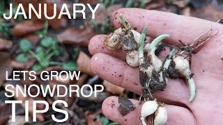 January Snowdrops Seasonal Tip [upl. by Oinegue]