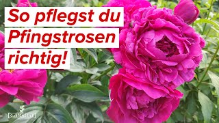 PfingstrosenPflege 🌹Tipps und Tricks für die perfekte Blüte [upl. by Siloum]