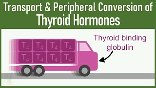 SECRETS of Transport and Peripheral Conversion of Thyroid Hormones THAT VERY FEW KNOWS [upl. by Stander]