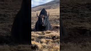 The king of yaks trending yaks bull trending viral video shorts ytshorts nature wildlife [upl. by Neelie619]