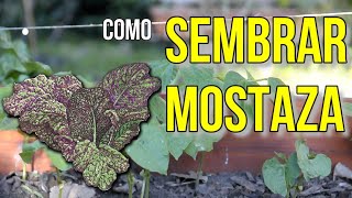 COMO SEMBRAR MOSTAZA [upl. by Adnuhser583]