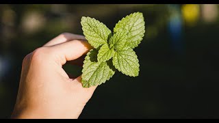 Descubre Cómo aprovechar las Propiedades y Beneficios medicinales de la Menta [upl. by Siravaj16]