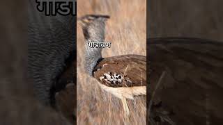 the great indian bustard  upsc  education  viralvideo [upl. by Misty]