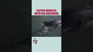 Flipper Reunites With His Girlfriend  Flipper Shorts [upl. by Annahsed]