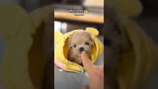 Is This The CUTEST Puppy Surprise Ever shorts puppy dogbreed doggos [upl. by Ednarb]