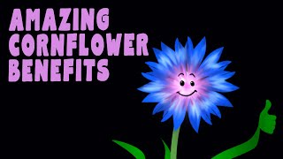 10 Amazing Benefits of Cornflowers You Didnt Know About [upl. by Elamaj]