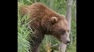 Strange fatal grizzly attack Banff National Park  Lifesaving lessons wildspaces banff attack [upl. by Randolf]